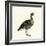 Greylag Goose-null-Framed Giclee Print