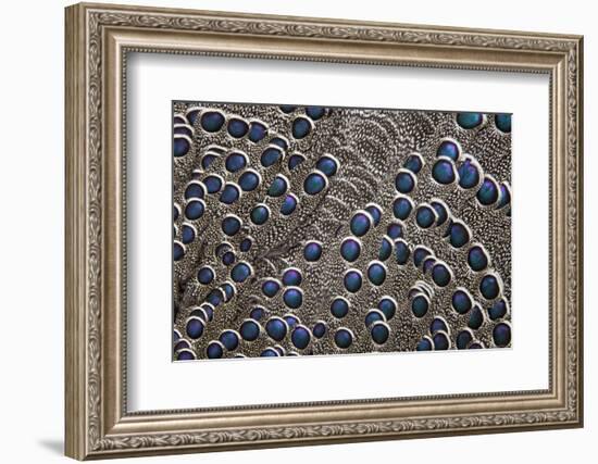 Greys Peacock-Pheasant Blue Spotted Feathers-Darrell Gulin-Framed Photographic Print