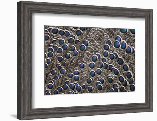 Greys Peacock-Pheasant Blue Spotted Feathers-Darrell Gulin-Framed Photographic Print