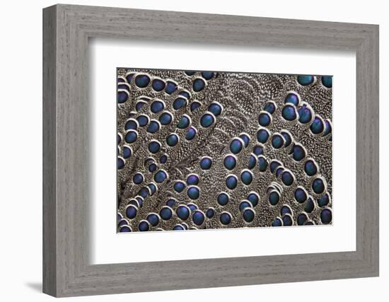 Greys Peacock-Pheasant Blue Spotted Feathers-Darrell Gulin-Framed Photographic Print
