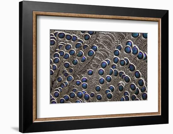 Greys Peacock-Pheasant Blue Spotted Feathers-Darrell Gulin-Framed Photographic Print