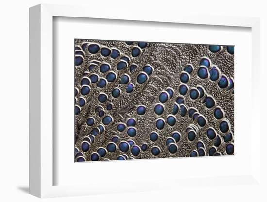 Greys Peacock-Pheasant Blue Spotted Feathers-Darrell Gulin-Framed Photographic Print