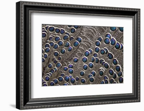 Greys Peacock-Pheasant Blue Spotted Feathers-Darrell Gulin-Framed Photographic Print