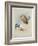 Griffin Vulture and Egyptian Vulture, C.1915 (W/C & Bodycolour over Pencil on Paper)-Archibald Thorburn-Framed Giclee Print