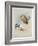 Griffin Vulture and Egyptian Vulture, C.1915 (W/C & Bodycolour over Pencil on Paper)-Archibald Thorburn-Framed Giclee Print