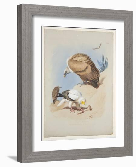 Griffin Vulture and Egyptian Vulture, C.1915 (W/C & Bodycolour over Pencil on Paper)-Archibald Thorburn-Framed Giclee Print