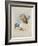 Griffin Vulture and Egyptian Vulture, C.1915 (W/C & Bodycolour over Pencil on Paper)-Archibald Thorburn-Framed Giclee Print