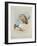 Griffin Vulture and Egyptian Vulture, C.1915 (W/C & Bodycolour over Pencil on Paper)-Archibald Thorburn-Framed Giclee Print