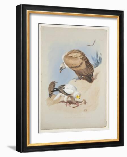 Griffin Vulture and Egyptian Vulture, C.1915 (W/C & Bodycolour over Pencil on Paper)-Archibald Thorburn-Framed Giclee Print