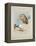 Griffin Vulture and Egyptian Vulture, C.1915 (W/C & Bodycolour over Pencil on Paper)-Archibald Thorburn-Framed Premier Image Canvas