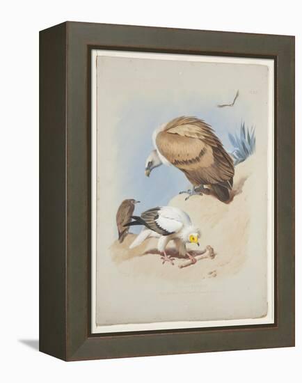 Griffin Vulture and Egyptian Vulture, C.1915 (W/C & Bodycolour over Pencil on Paper)-Archibald Thorburn-Framed Premier Image Canvas