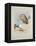 Griffin Vulture and Egyptian Vulture, C.1915 (W/C & Bodycolour over Pencil on Paper)-Archibald Thorburn-Framed Premier Image Canvas