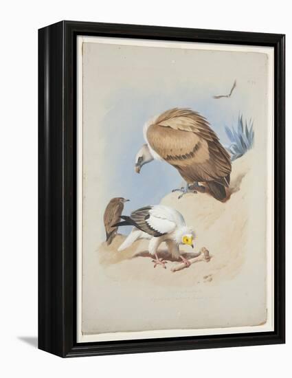 Griffin Vulture and Egyptian Vulture, C.1915 (W/C & Bodycolour over Pencil on Paper)-Archibald Thorburn-Framed Premier Image Canvas