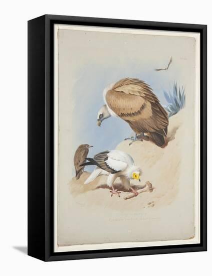 Griffin Vulture and Egyptian Vulture, C.1915 (W/C & Bodycolour over Pencil on Paper)-Archibald Thorburn-Framed Premier Image Canvas