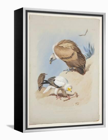 Griffin Vulture and Egyptian Vulture, C.1915 (W/C & Bodycolour over Pencil on Paper)-Archibald Thorburn-Framed Premier Image Canvas
