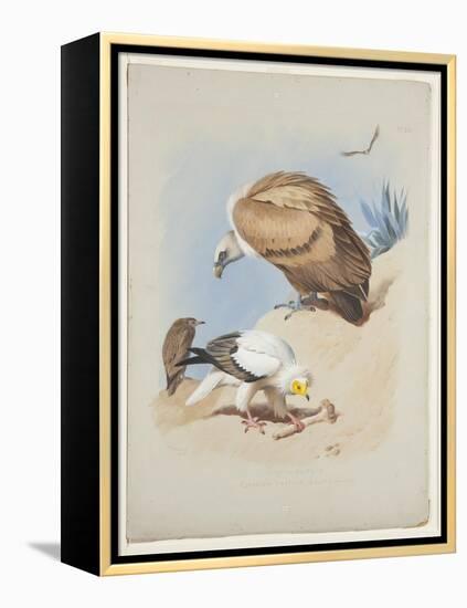 Griffin Vulture and Egyptian Vulture, C.1915 (W/C & Bodycolour over Pencil on Paper)-Archibald Thorburn-Framed Premier Image Canvas