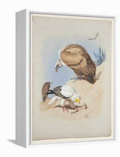 Griffin Vulture and Egyptian Vulture, C.1915 (W/C & Bodycolour over Pencil on Paper)-Archibald Thorburn-Framed Premier Image Canvas