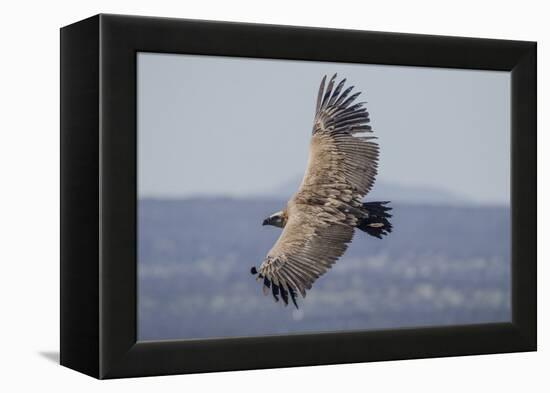 Griffon Vulture, Castillo de Monfrague, Monfrague National Park, Caceres, Extremadura, Spain, Europ-Michael Snell-Framed Premier Image Canvas