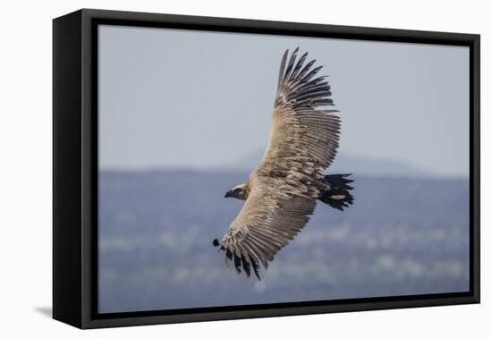 Griffon Vulture, Castillo de Monfrague, Monfrague National Park, Caceres, Extremadura, Spain, Europ-Michael Snell-Framed Premier Image Canvas