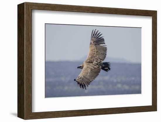 Griffon Vulture, Castillo de Monfrague, Monfrague National Park, Caceres, Extremadura, Spain, Europ-Michael Snell-Framed Photographic Print