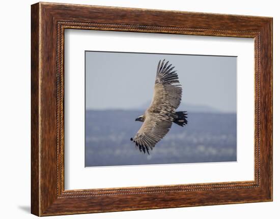 Griffon Vulture, Castillo de Monfrague, Monfrague National Park, Caceres, Extremadura, Spain, Europ-Michael Snell-Framed Photographic Print