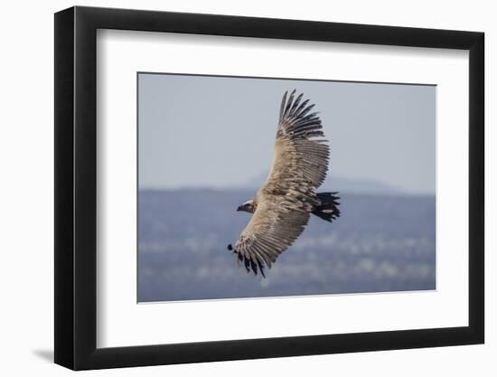 Griffon Vulture, Castillo de Monfrague, Monfrague National Park, Caceres, Extremadura, Spain, Europ-Michael Snell-Framed Photographic Print