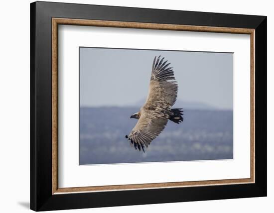 Griffon Vulture, Castillo de Monfrague, Monfrague National Park, Caceres, Extremadura, Spain, Europ-Michael Snell-Framed Photographic Print