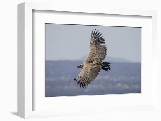 Griffon Vulture, Castillo de Monfrague, Monfrague National Park, Caceres, Extremadura, Spain, Europ-Michael Snell-Framed Photographic Print