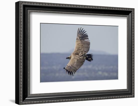 Griffon Vulture, Castillo de Monfrague, Monfrague National Park, Caceres, Extremadura, Spain, Europ-Michael Snell-Framed Photographic Print