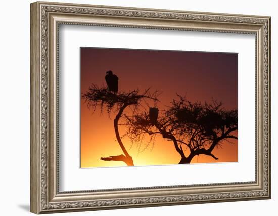 Griffon vulture (Gyps fulvus) in a tree at sunrise, Masai Mara Game Reserve, Kenya, East Africa, Af-null-Framed Photographic Print