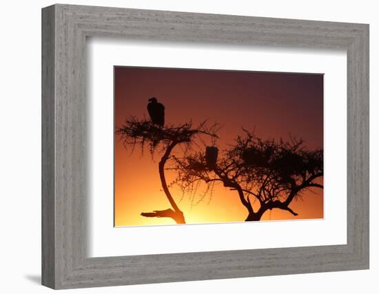 Griffon vulture (Gyps fulvus) in a tree at sunrise, Masai Mara Game Reserve, Kenya, East Africa, Af-null-Framed Photographic Print