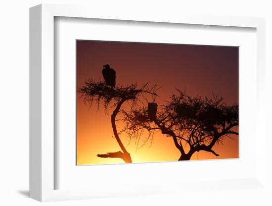 Griffon vulture (Gyps fulvus) in a tree at sunrise, Masai Mara Game Reserve, Kenya, East Africa, Af-null-Framed Photographic Print