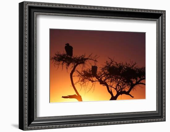 Griffon vulture (Gyps fulvus) in a tree at sunrise, Masai Mara Game Reserve, Kenya, East Africa, Af-null-Framed Photographic Print