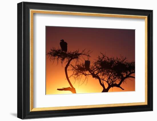 Griffon vulture (Gyps fulvus) in a tree at sunrise, Masai Mara Game Reserve, Kenya, East Africa, Af-null-Framed Photographic Print