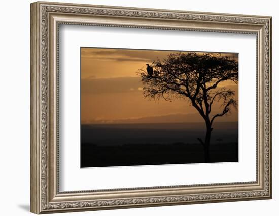 Griffon vulture (Gyps fulvus) in a tree at sunrise, Masai Mara Game Reserve, Kenya, East Africa, Af-null-Framed Photographic Print
