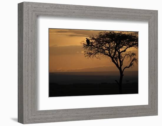 Griffon vulture (Gyps fulvus) in a tree at sunrise, Masai Mara Game Reserve, Kenya, East Africa, Af-null-Framed Photographic Print