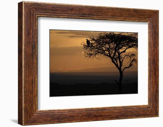 Griffon vulture (Gyps fulvus) in a tree at sunrise, Masai Mara Game Reserve, Kenya, East Africa, Af-null-Framed Photographic Print