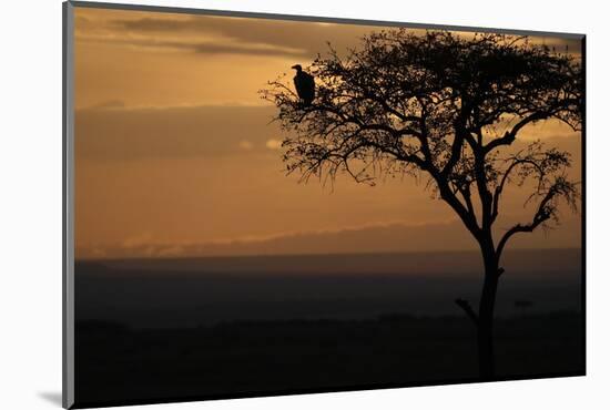 Griffon vulture (Gyps fulvus) in a tree at sunrise, Masai Mara Game Reserve, Kenya, East Africa, Af-null-Mounted Photographic Print