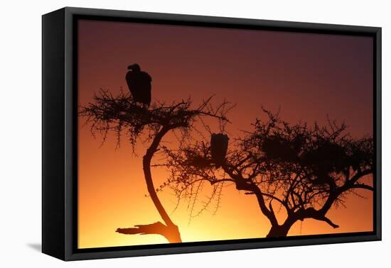 Griffon vulture (Gyps fulvus) in a tree at sunrise, Masai Mara Game Reserve, Kenya, East Africa, Af-null-Framed Premier Image Canvas