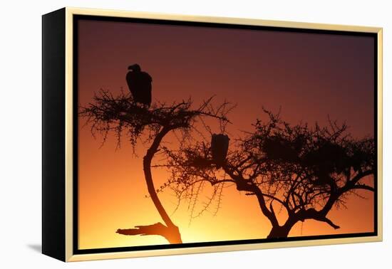 Griffon vulture (Gyps fulvus) in a tree at sunrise, Masai Mara Game Reserve, Kenya, East Africa, Af-null-Framed Premier Image Canvas