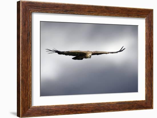 Griffon Vulture In Flight-Linda Wright-Framed Photographic Print