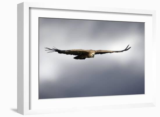 Griffon Vulture In Flight-Linda Wright-Framed Photographic Print