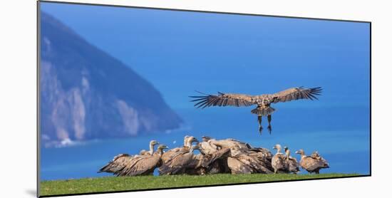 Griffon vulture landing next to flock. Cantabria, Spain-Juan Carlos Munoz-Mounted Photographic Print