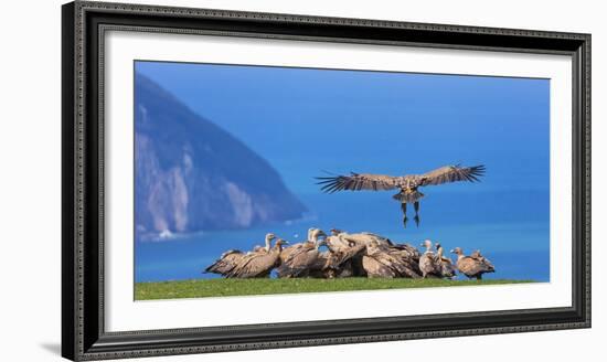 Griffon vulture landing next to flock. Cantabria, Spain-Juan Carlos Munoz-Framed Photographic Print