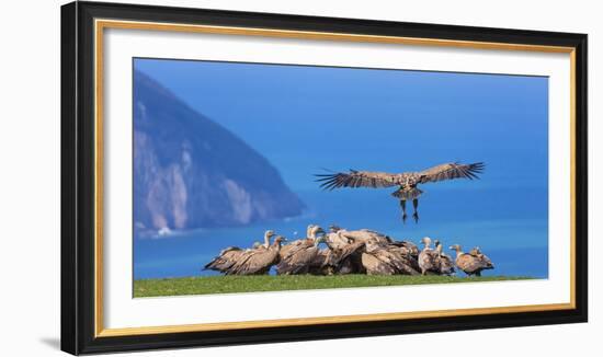 Griffon vulture landing next to flock. Cantabria, Spain-Juan Carlos Munoz-Framed Photographic Print