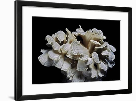 Grifola Frondosa (Hen of the Woods, Ram's Head, Sheep's Head, Maitake)-Paul Starosta-Framed Photographic Print