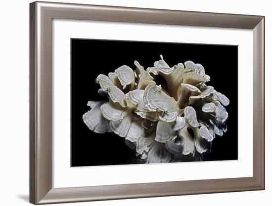 Grifola Frondosa (Hen of the Woods, Ram's Head, Sheep's Head, Maitake)-Paul Starosta-Framed Photographic Print