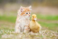 Adorable Red Kitten with Little Duckling-Grigorita Ko-Framed Photographic Print