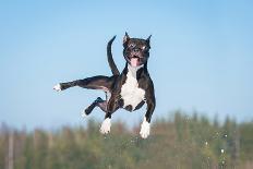 Funny American Staffordshire Terrier Dog with Crazy Eyes Flying in the Air-Grigorita Ko-Framed Photographic Print