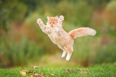 Funny Cat Flying in the Air in Autumn-Grigorita Ko-Photographic Print